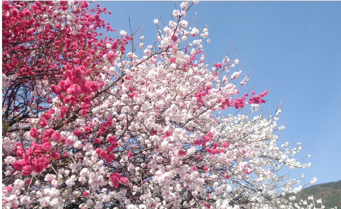 Salone Japan Com Nove Wp Content Uploads B9