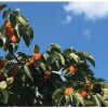 南信州の青空と柿　澄んだ空気