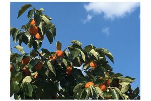 南信州の青空と柿　澄んだ空気