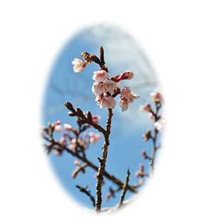 天竜村で桜の開花