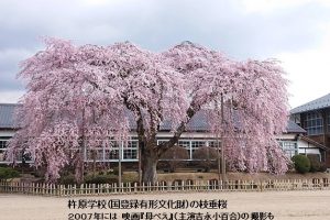 南信州飯田市の杵原学校の枝垂桜