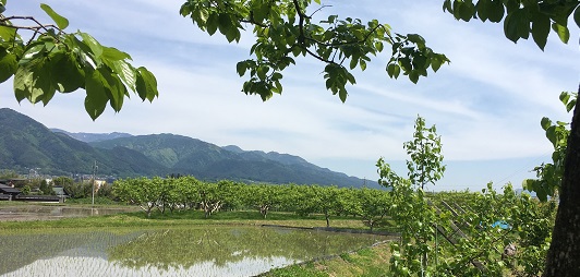 飯田市の田園風景　サローネヘアカットブラシの会社の窓から見えるのどかな新緑の風景