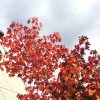 街路樹の紅葉が美しく、通りがかりにパチリ。