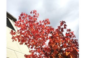 街路樹の紅葉が美しく、通りがかりにパチリ。