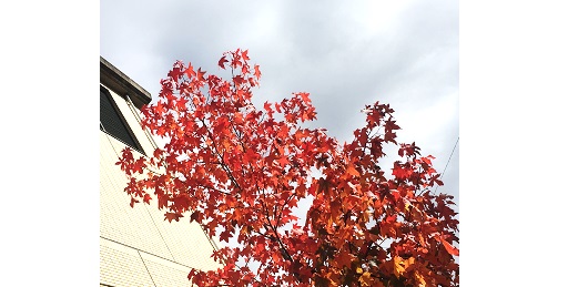 街路樹の紅葉が美しく、通りがかりにパチリ。