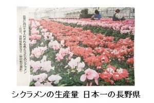 シクラメンの生産日本一　長野県